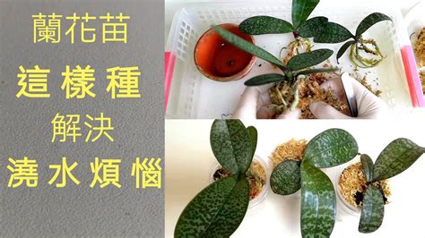 北京中南海 蘭花種植材料